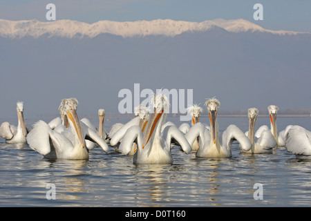 Eine Gruppe von dalmatinische Pelikane. Pelecanus Crispus. Lake Kerkini, Griechenland Stockfoto