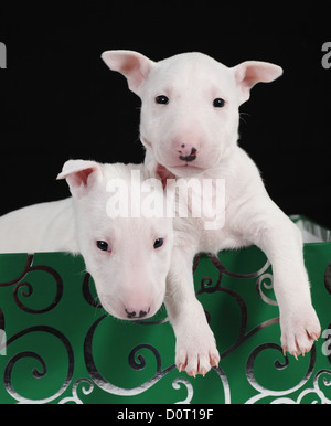 Zwei weiße Bullterrier Welpen in ein grünes Feld mit einem schwarzen Hintergrund Stockfoto