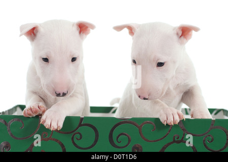 Zwei weiße Bullterrier Welpen in ein grünes Feld mit einem weißen Hintergrund Stockfoto