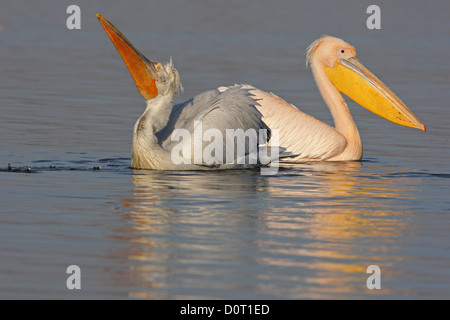 Dalmatiner und große weiße Pelikan (Pelecanus Onocrotalus, Eastern White Pelican, rosigen Pelikan, weißer Pelikan) in der Zucht Gefieder Stockfoto