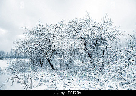 Aple Bäume im Schnee im Wintergarten Stockfoto