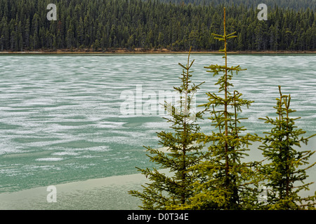 Wasservögel Untersee mit schmelzendem Eis, Banff Nationalpark, Alberta, Kanada Stockfoto