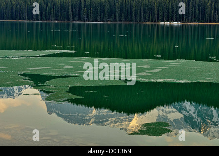 Wasservögel Untersee mit schmelzen Eis und Berg Reflexionen, Banff Nationalpark, Alberta, Kanada Stockfoto