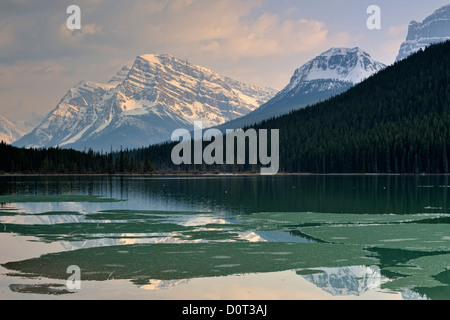 Wasservögel Untersee mit schmelzen Eis und Berg Reflexionen, Banff Nationalpark, Alberta, Kanada Stockfoto