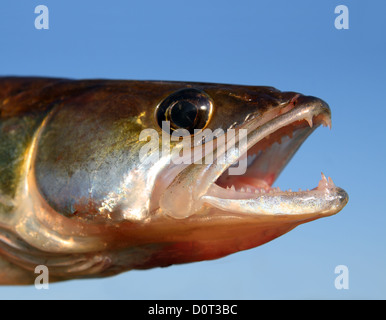 Zander Angeln Kopf am Himmelshintergrund Stockfoto