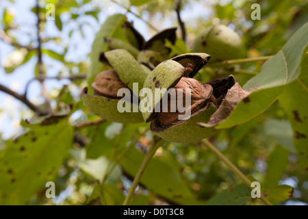 Reife Walnuss nur vom Baum fallen. Stockfoto