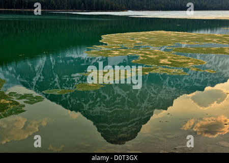 Wasservögel Untersee mit schmelzendem Eis und Berg (Mount Chephren) Reflexionen, Banff Nationalpark, Alberta, Kanada Stockfoto