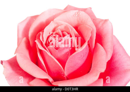 blühende rose Blume Stockfoto