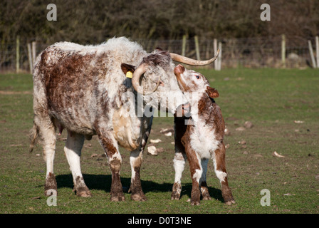 Longhorn Kuh mit Kalb Stockfoto