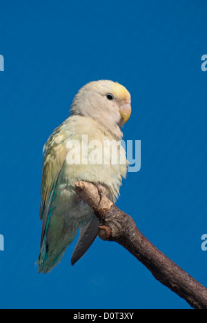 Gelber Pfirsich Gesicht Lovebird (Agapornis Roseicollis) Stockfoto