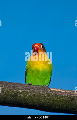 Pfirsich Gesicht Lovebird (Agapornis Roseicollis) Stockfoto