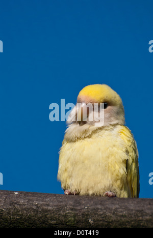 Gelber Pfirsich Gesicht Lovebird (Agapornis Roseicollis) Stockfoto