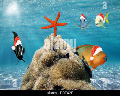 Unterwasser Weihnachten Szene mit lustigen tropische Fische in rot Santa Claus hat und ein Seestern auf seeanemonen Stockfoto