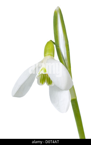 Schneeglöckchen Blume isoliert auf weiss Stockfoto