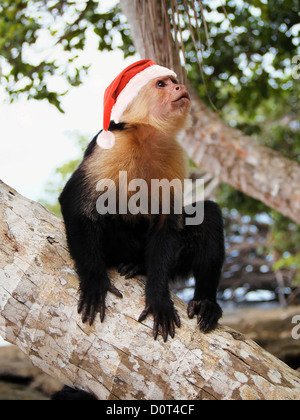 Weiß konfrontiert Kapuziner Affen in rot Santa Claus hat, Costa Rica Stockfoto