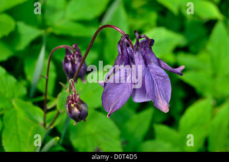 Akelei blüht in einem Garten (Aquilegia Vulgaris), in einem Garten im Mai. Stockfoto