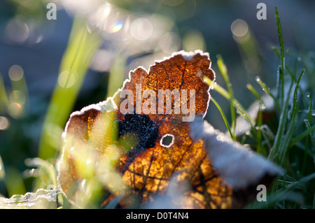 Frostigen braune Blatt kalt mattierte Gras, hinterleuchtete, mit der von hinten kommende Morgensonne Stockfoto