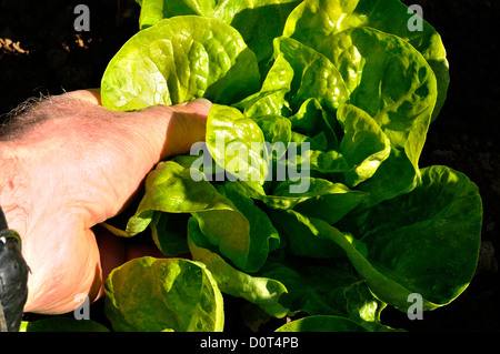 Ernte von einem Winter-Salat (Lactuca Sativa), Sorte: "Val Orge' in einem Gemüsegarten. Stockfoto