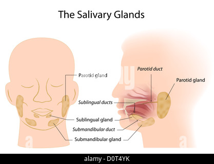 Speicheldrüsen Stockfoto