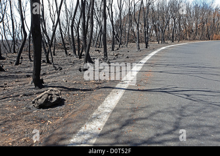 Verbrannte Bäume Feuer einige Tage nach dem Wald im Jahr 2012 in den Lorbeerwald der Garajonay Nationalpark La Gomera Stockfoto