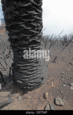 Verbrannte Bäume und eine Palme einige Tage nach der Waldbrände im Jahr 2012 in den Lorbeerwald des Garajonay National Park, La Gomera Stockfoto