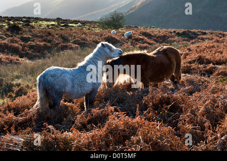 Wilde Ponys Weiden auf den Long Mynd, Shropshire, UK, an einem kalten Herbstmorgen Stockfoto
