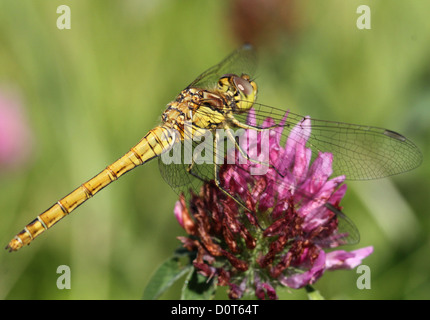 Makro von einem weiblichen Vagrant Darter-Libelle posiert auf einer Blume Stockfoto