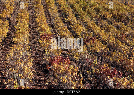 Freitag, 30. November 2012, atemberaubende Farben des Weinguts in der Nähe von Aniane im Herbst, Herault, Languedoc Roussillon, Frankreich Stockfoto