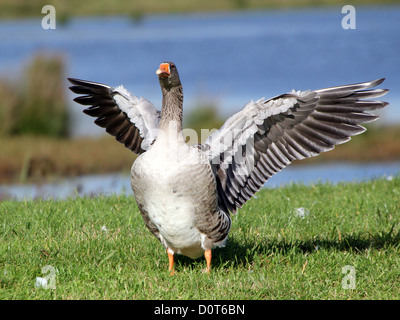 Eine Graugans (Anser Anser) an einem grasbewachsenen Patch mit den Flügeln mit einem See im Hintergrund Stockfoto