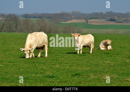 Junge Charolaise Kühe auf einer Wiese, im März, Norden Mayenne, Land der Loire, Frankreich. Stockfoto