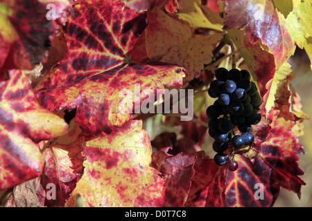 Freitag, 30. November 2012, atemberaubende Farben des Weinguts in der Nähe von Aniane im Herbst, Herault, Languedoc Roussillon, Frankreich Stockfoto