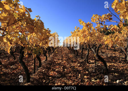 Freitag, 30. November 2012, atemberaubende Farben des Weinguts in der Nähe von Aniane im Herbst, Herault, Languedoc Roussillon, Frankreich Stockfoto