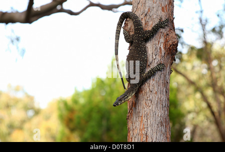 Leguan, Reptil, Baum, Fraser Island, Queensland, Australien, Kathedrale Strand, Natur, Tier, Baum Stockfoto