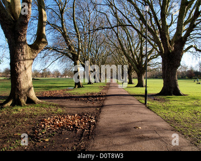 Von Bäumen gesäumten Allee im Herbst, Christi Stücke öffentlicher Park, Cambridge, UK Stockfoto