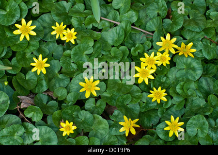 Kleinen Schöllkraut (Ranunculus Ficaria) Blumen und Laub, ein Frühling Wildblumen. Stockfoto