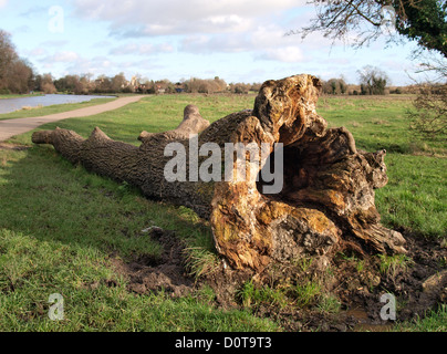 Alten gefallenen Baumstamm, Cambridge, UK Stockfoto