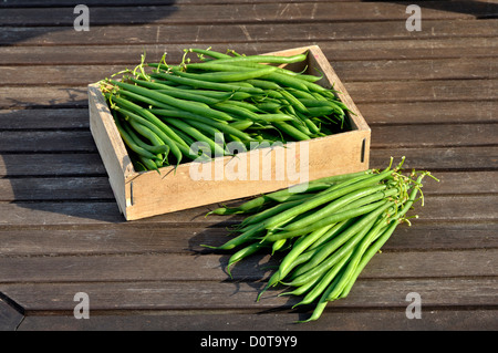 Frisch gepflückten grünen Bohnen aus Gemüsegarten, Zwerg Bohnen (Phaseolus Vulgaris). Stockfoto