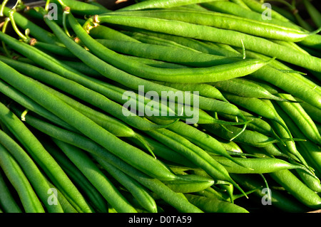 Frisch gepflückten grünen Bohnen aus Gemüsegarten, Zwerg Bohnen (Phaseolus Vulgaris), im Juli. Stockfoto