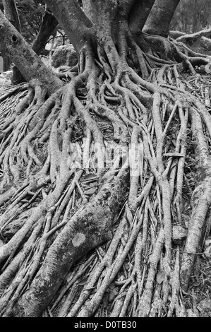 Baum, Wurzeln, Parque El Picacho, Stadtpark, Tegucigalpa, Hauptstadt, Stadt, Mittelamerika, Honduras, Natur Stockfoto