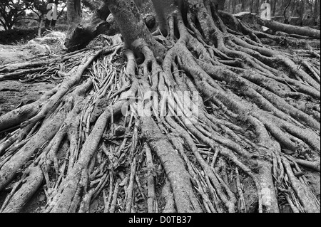 Baum, Wurzeln, Parque El Picacho, Stadtpark, Tegucigalpa, Hauptstadt, Stadt, Mittelamerika, Honduras, Natur Stockfoto