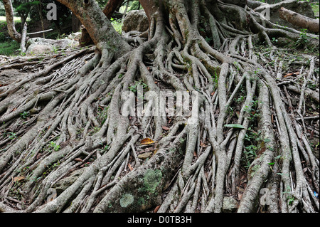 Baum, Wurzeln, Parque El Picacho, Stadtpark, Tegucigalpa, Hauptstadt, Stadt, Mittelamerika, Honduras, Natur Stockfoto