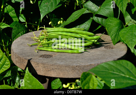 Frisch gepflückten grünen Bohnen aus Gemüsegarten, Zwerg Bohnen (Phaseolus Vulgaris), im Juli. "Potager de Suzanne". Stockfoto