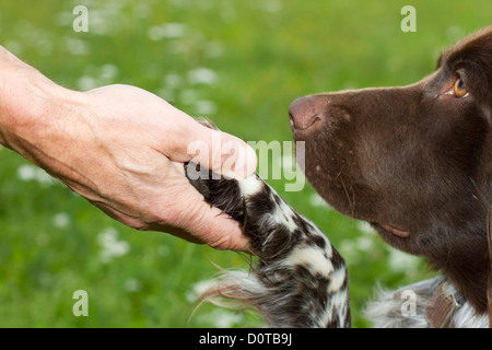 Kleiner Münsterländer, Hund, Münsterländer, Ausbildung, Bildung, Erziehung, Hundeerziehung, Hundeschule, Pfote, kleine Pfote, Zuneigung Stockfoto