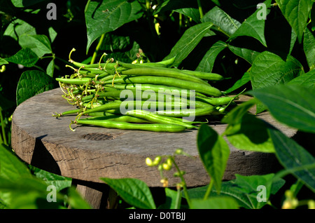 Frisch gepflückten grünen Bohnen aus Gemüsegarten, Zwerg Bohnen (Phaseolus Vulgaris), im Juli. "Potager de Suzanne". Stockfoto