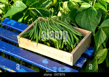 Frisch gepflückten grünen Bohnen auf dem Gartentisch, Zwerg Bohnen (Phaseolus Vulgaris). Stockfoto