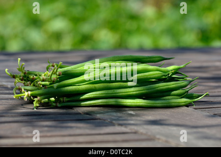 Frisch gepflückten grünen Bohnen auf dem Gartentisch, Zwerg Bohnen (Phaseolus Vulgaris). Stockfoto