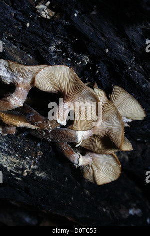 Honig-Pilz wächst unter abgestorbenen Baum Zweig Armillaria mellea Stockfoto