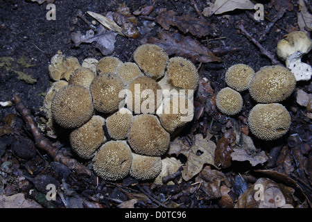 Gemeinsamen Puffball Pilze wachsen im Wald Lycoperdon perlatum Stockfoto