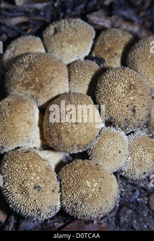 Gemeinsamen Puffball Pilze wachsen im Wald Lycoperdon perlatum Stockfoto