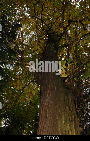 sehen Sie eine Edelkastanie Castanea sativa Stockfoto